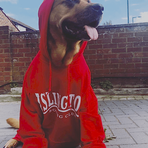 Dog's can have IBC Hoodies as well!