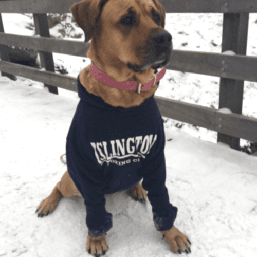 Dog's can have IBC Hoodies as well!