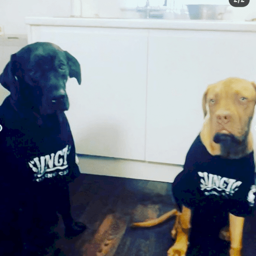Dog's in IBC 