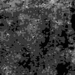 Flock Black